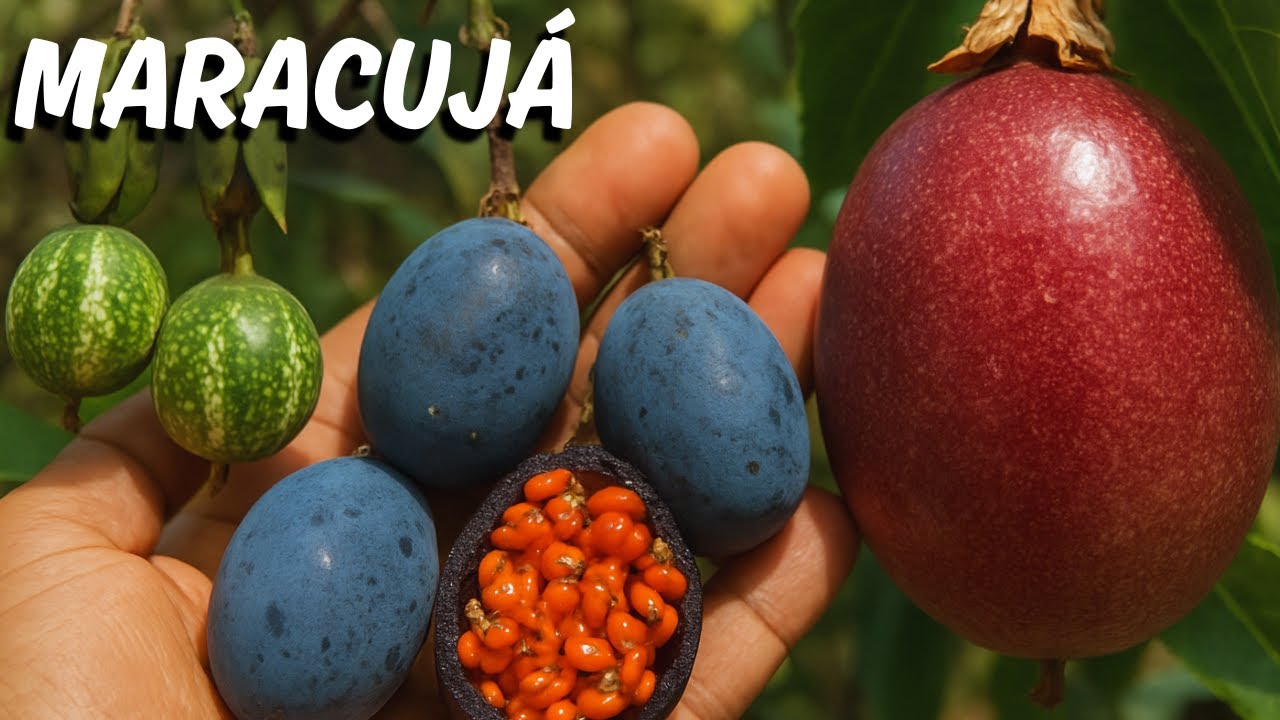 10 DIFERENTES tipos de MARACUJAS mais INCRÍVEIS e CURIOSOS do mundo