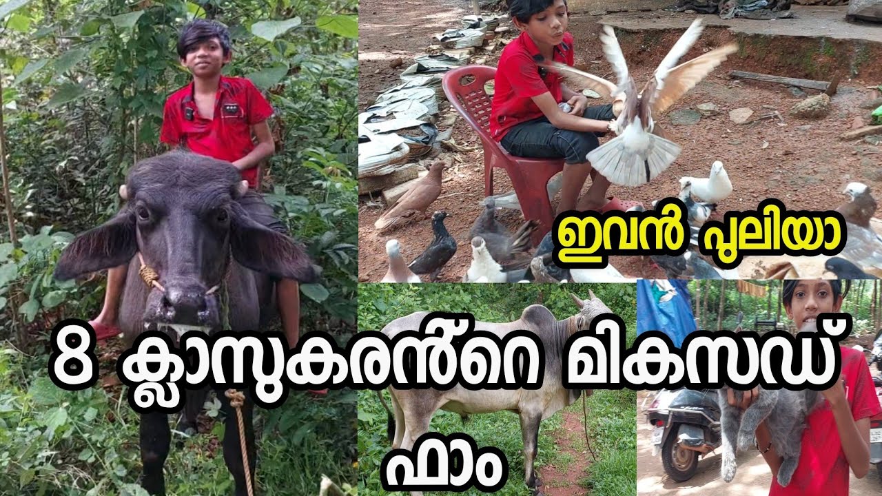 8 ക്ലാസുകരൻ്റെ മികസഡ് ഫാം|5 ൽ കൂടുതൽ ഐയ്യറ്റങ്ങൾ ഫാമിങ്ങ് ചെയ്യുന്ന 13 കാരൻ |പോത്ത് വളർത്തൽ
