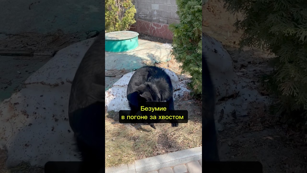 Собака кусает хвост до безумия. Дрессировка собак