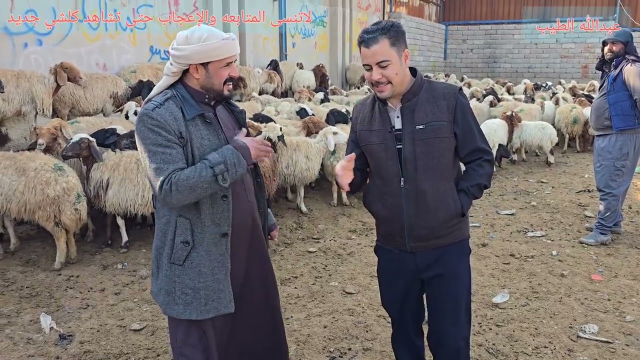 سوق مواشي الموصل علوة السعدون 2026/3/5 #مواشي #عبدالله_الطيب #غنم #حلال #نعاج #اغنام #كبش #حيوانات 