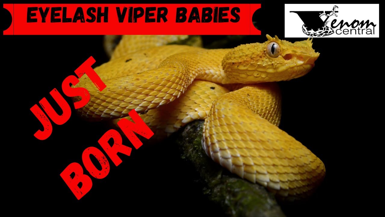 Eyelash Viper Babies Born | Eyelash Vipers Baby Care