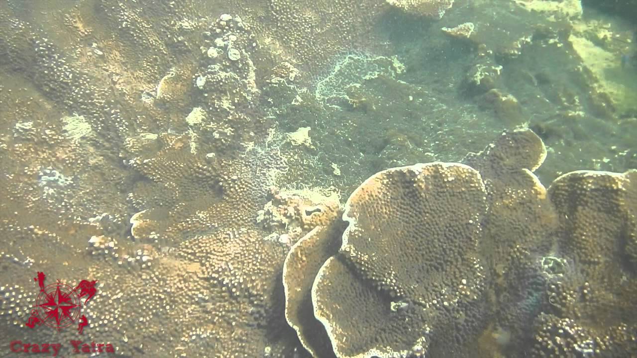 Crazy Yatra scuba diving in Malvan Dec 14-28