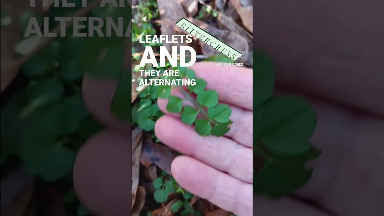 Meet Bittercress, Wild Spicy Weed