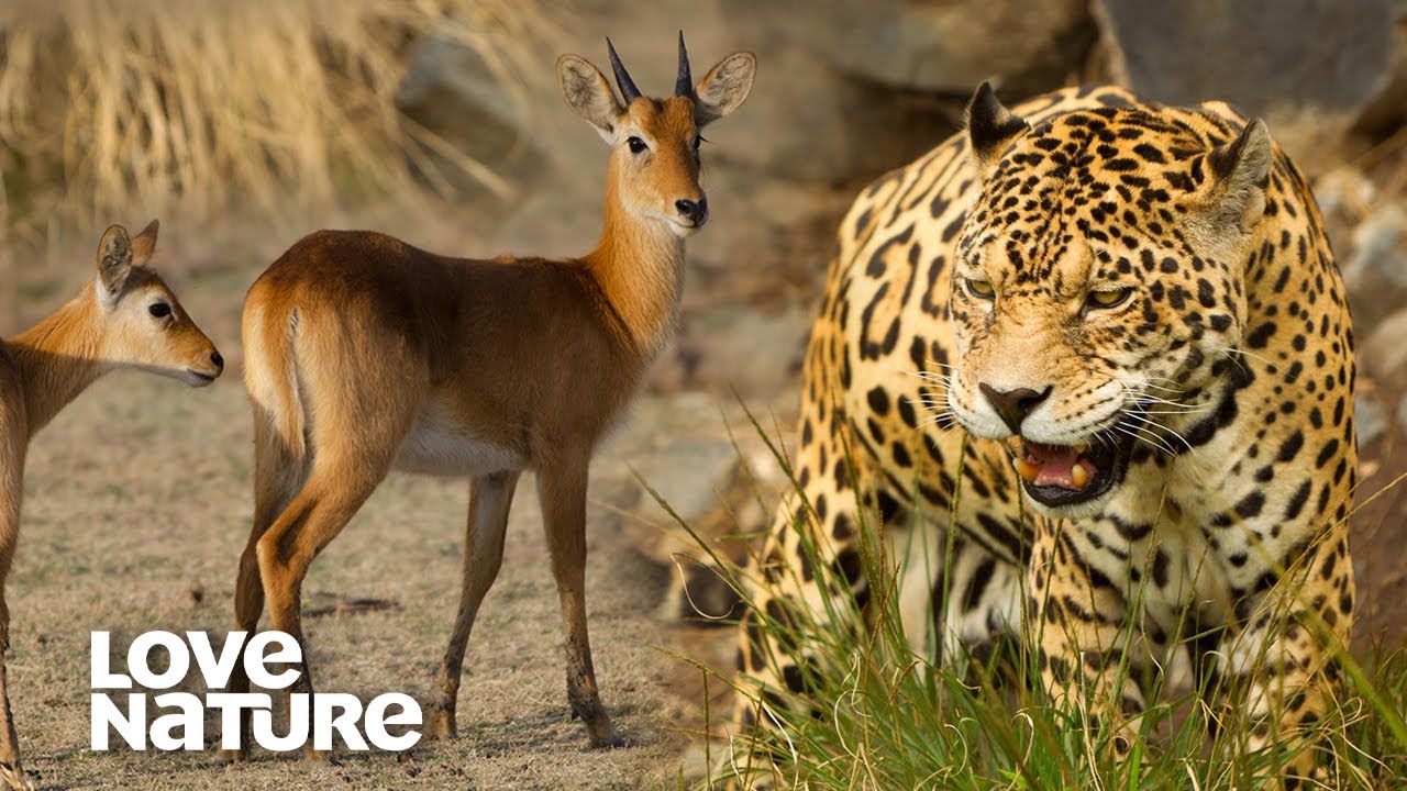 Leopard and Lion Pride Hunt Antelope By Night | Love Nature