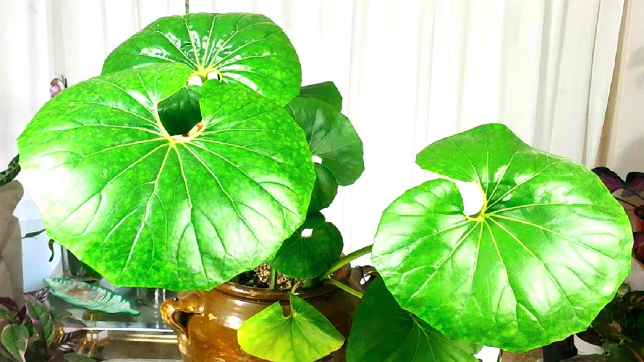 🙋NUESTRA LIGULARIA Y SUS CUIDADOS