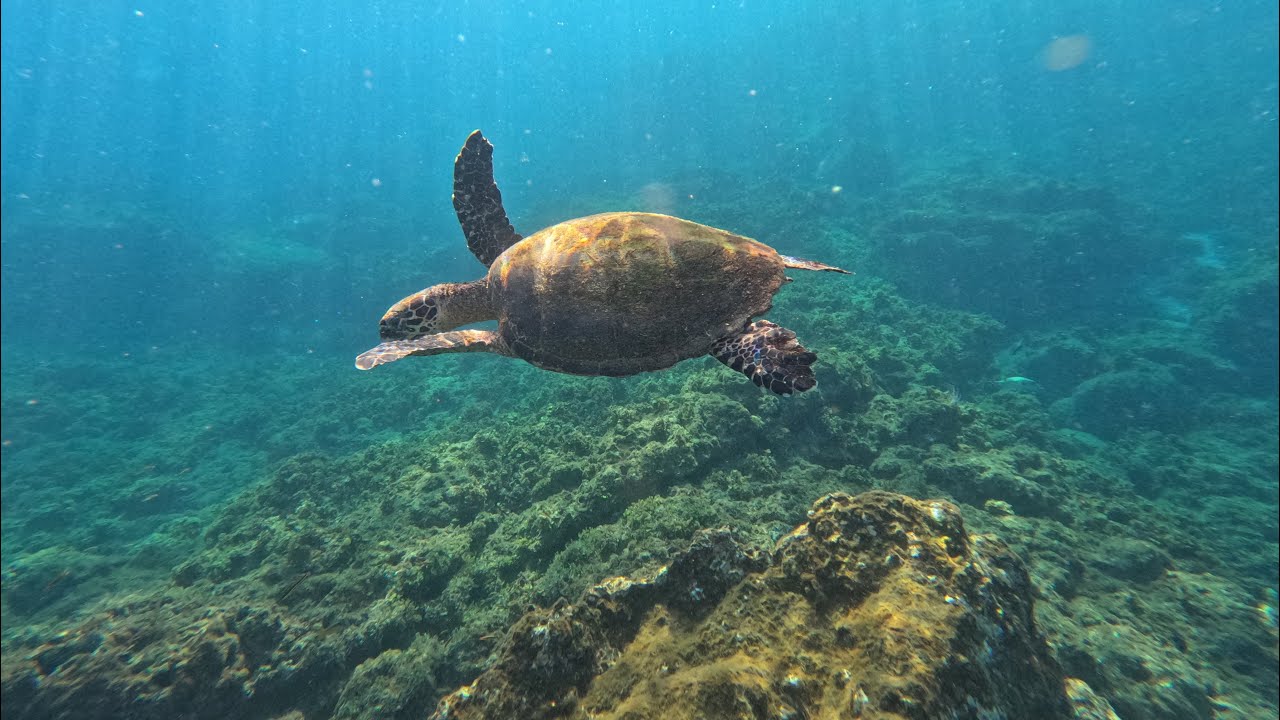 Playa Conchal Snorkeling Costa Rica