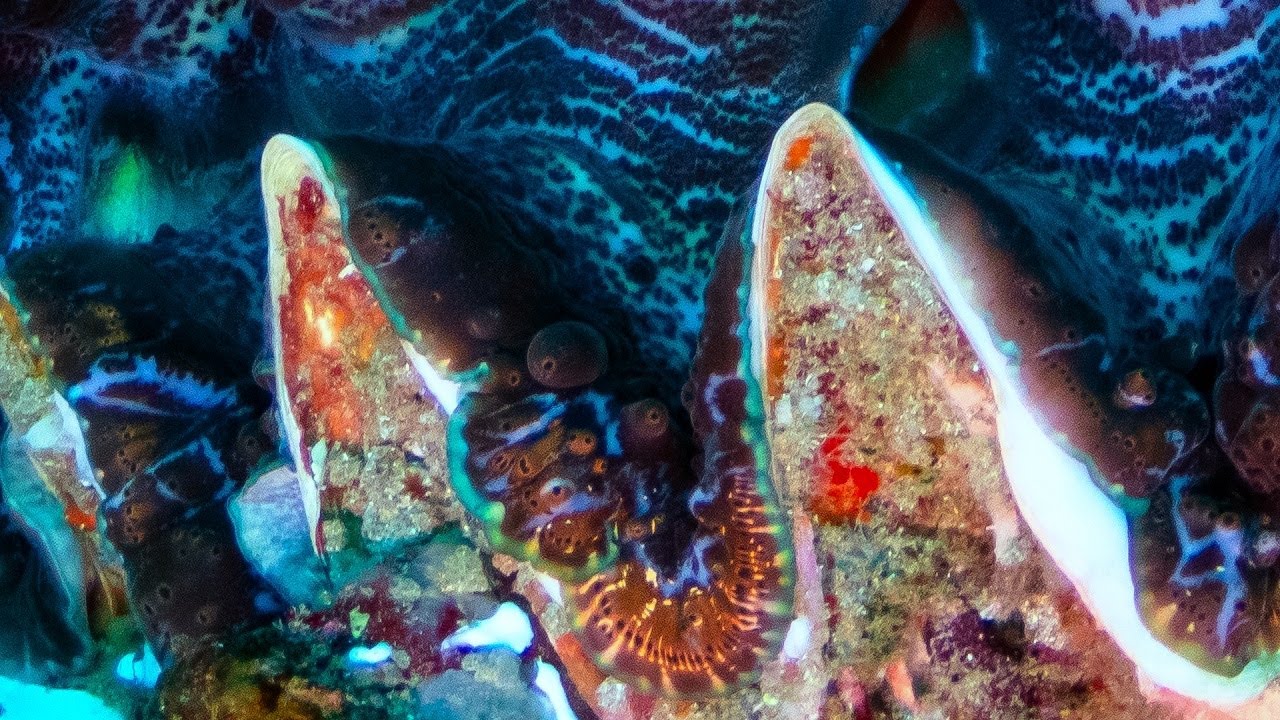Diving Anton's Cave Sodwana South Africa