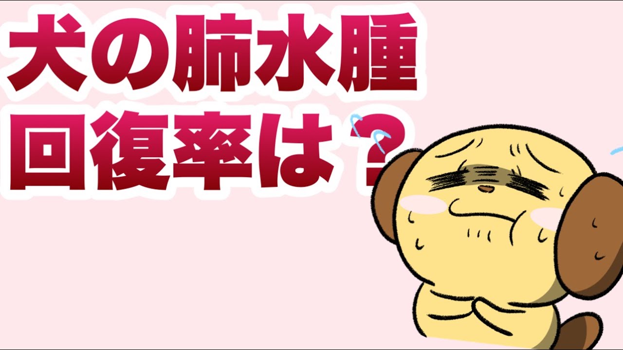 犬の肺水腫回復率（治る確率）はどれくらい？【獣医師解説】