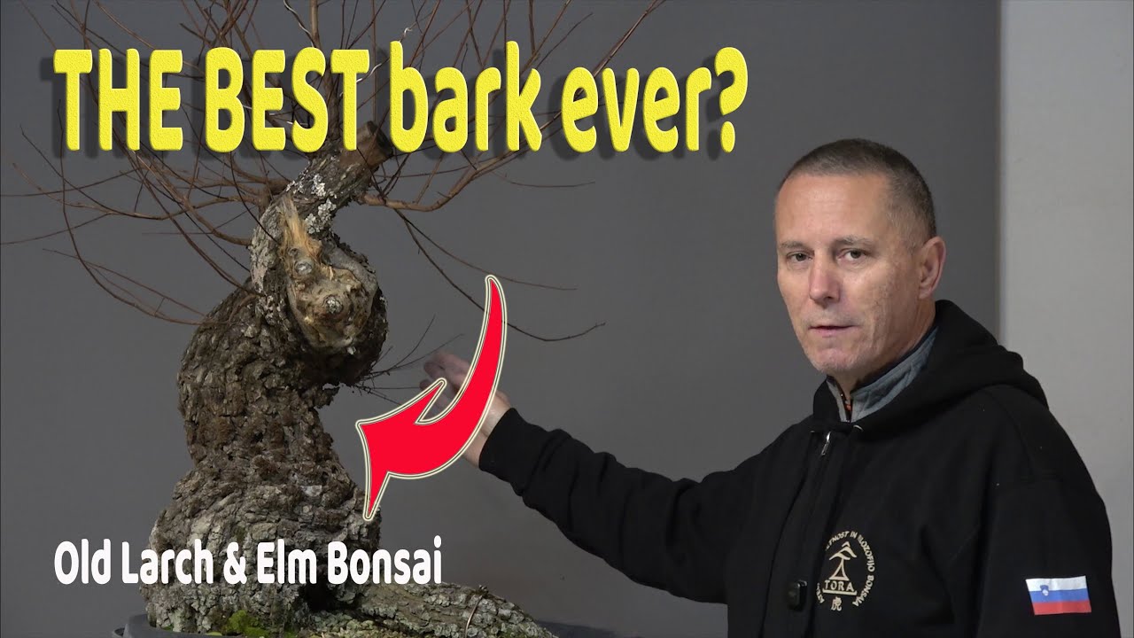 Is This the Best Bonsai Bark Ever? Old Larch and Elm Bonsai Styling