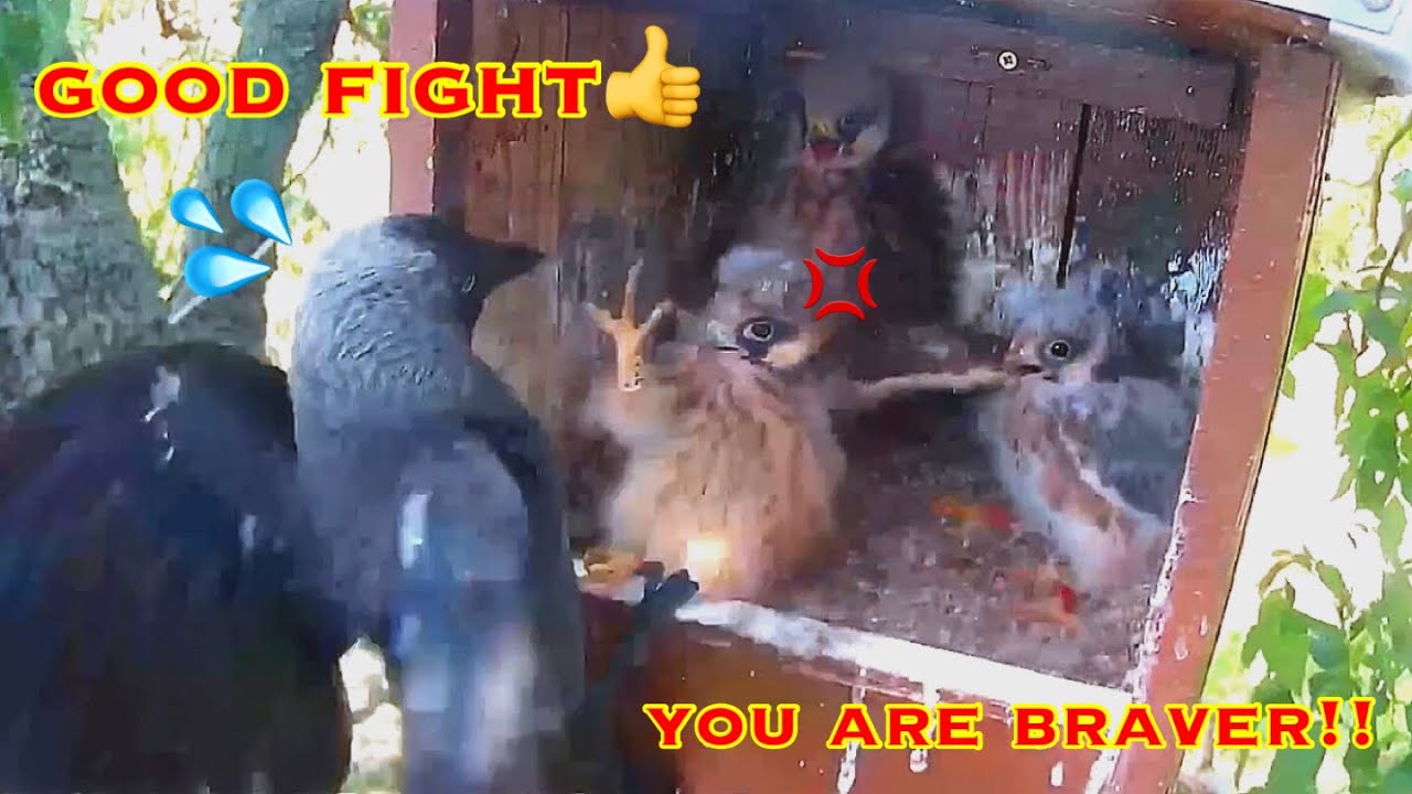 #98🦅Red-footed Falcon Nest❷／LIVE Red-footed Falcon Nest Cam #2 (Polgár, Hungary)