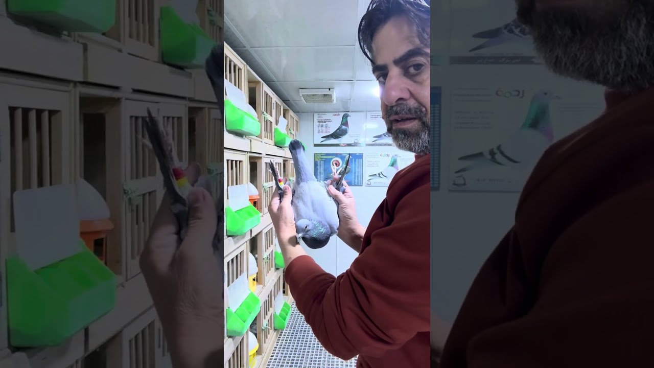 زوج قنبله انتاج المنتج المميز احمد ابو شعر مرسلات الى لبنان