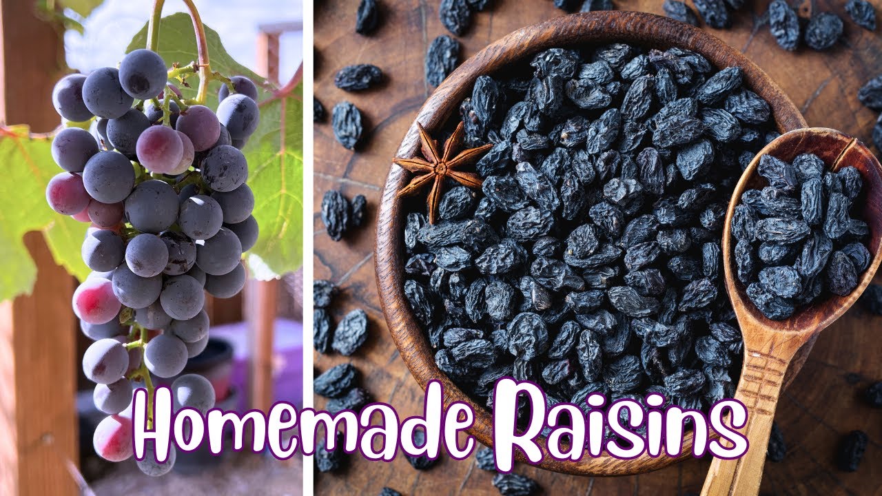 How to Make Homemade Raisins! Garden Fresh Raisins for any recipe