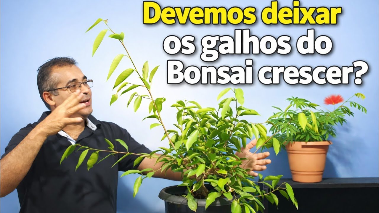 Certo ou errado deixar o bonsai descabelar