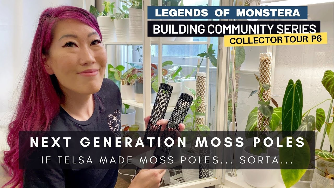 P6. Rare Houseplants Home Tour with Plants Cabinet & NICE Moss Poles | Building Community Series