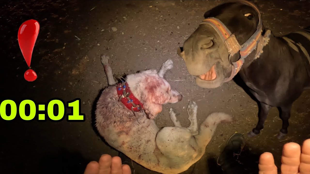 GECE GECE NE OLABİLİR ? SEMİHA ŞAŞIRDI..OKUL BAŞLIYOR