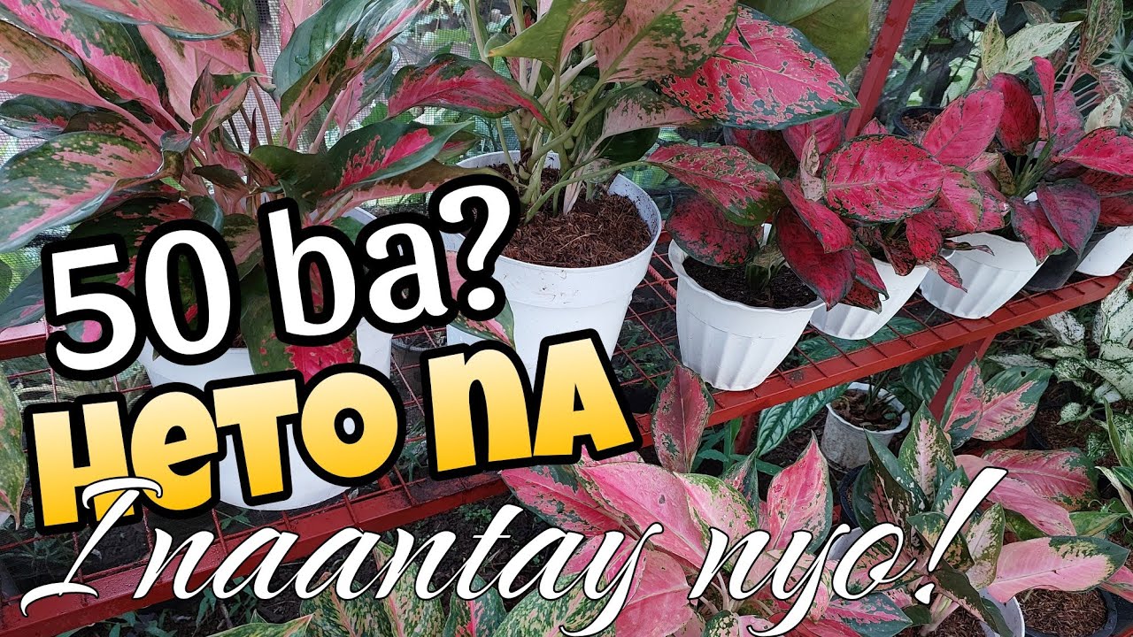 New Place ! Plants Sale! Update sa Garden # plants #houseplants