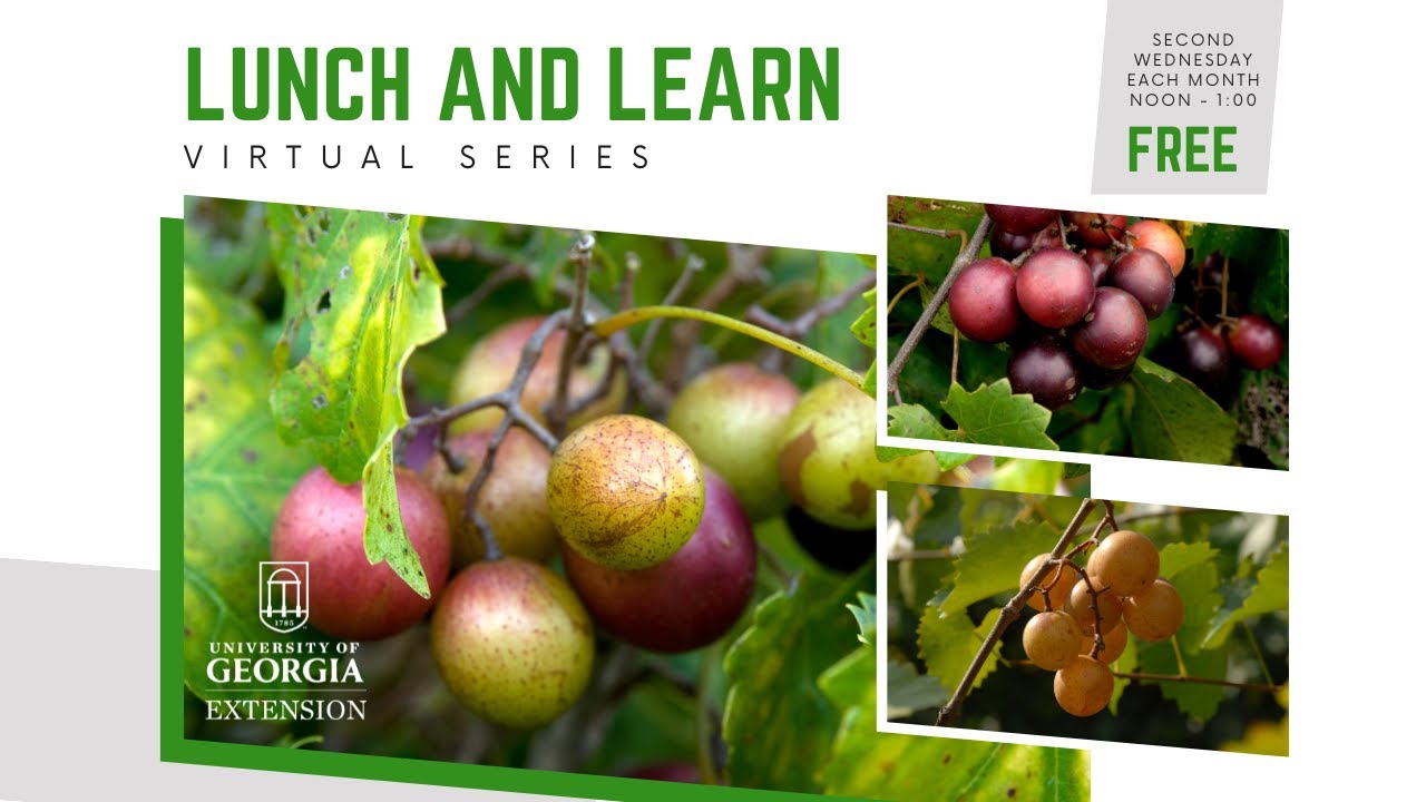 Lunch and Learn: Muscadines