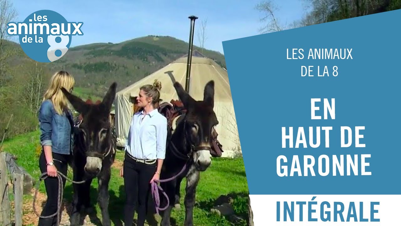 Les Animaux de la 8 en Haut de Garonne - Emission Intégrale
