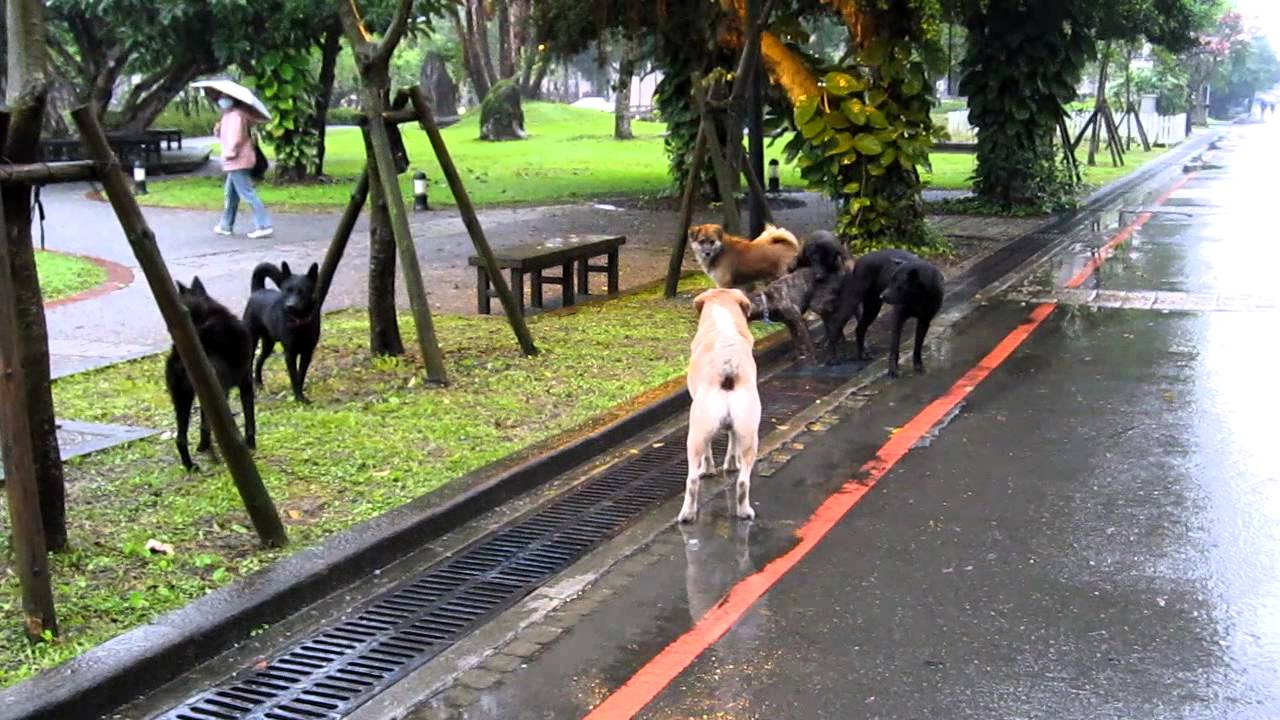 狗況3