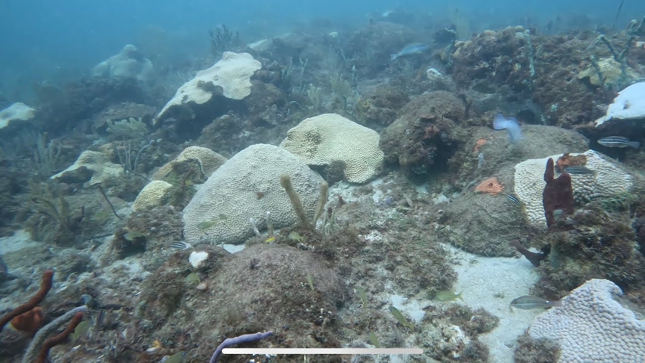 Paradise in Peril: Coral Bleaching’s Stunning Impact @ReefRangerSCUBA