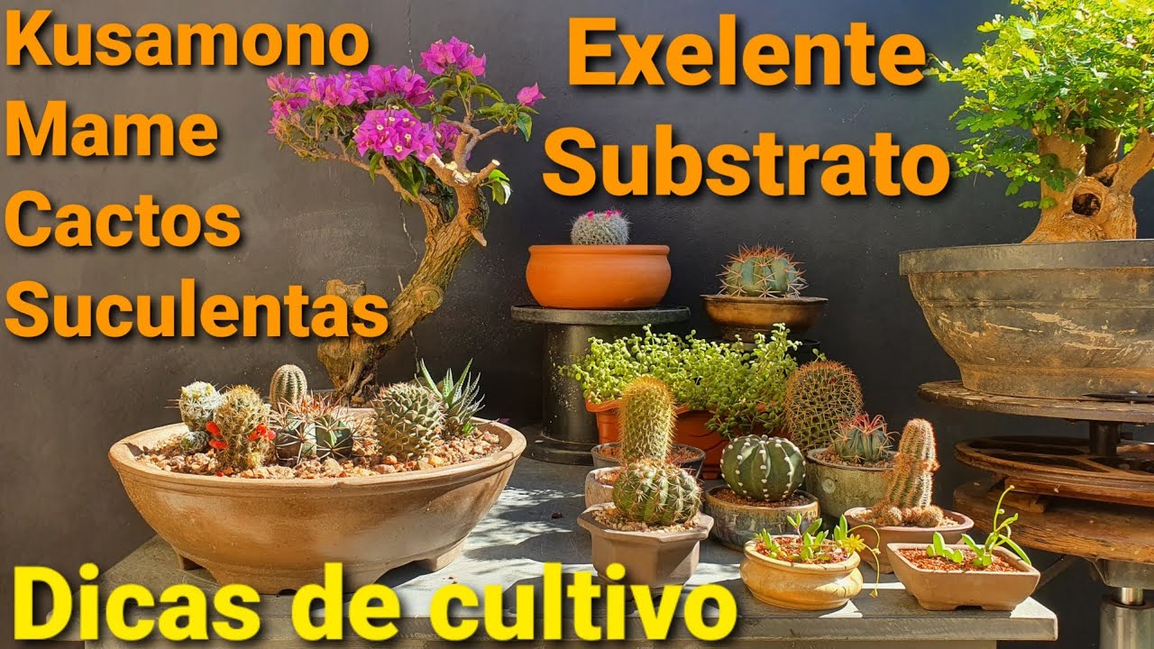 Substrato para Cactos, Suculentas e Kusamonos