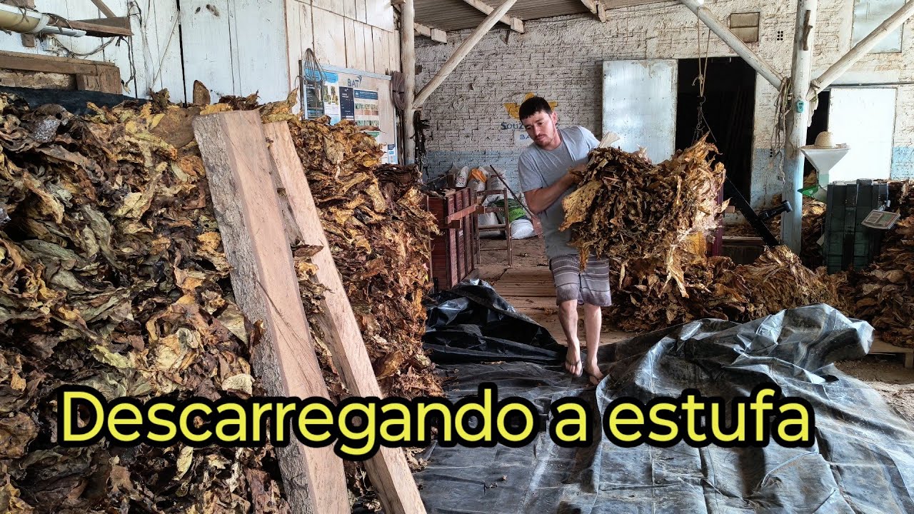 Descarregando a estufa pra finalizar as colheitas 