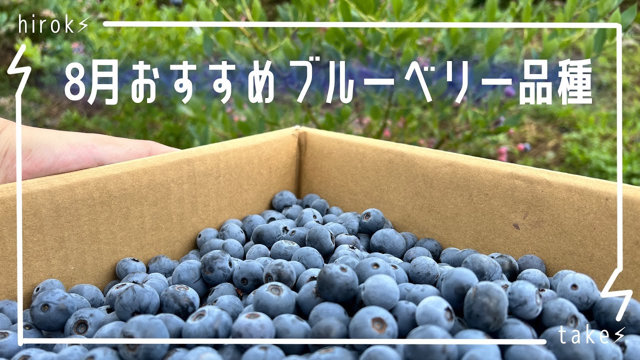 8月上旬オススメブルーベリー品種