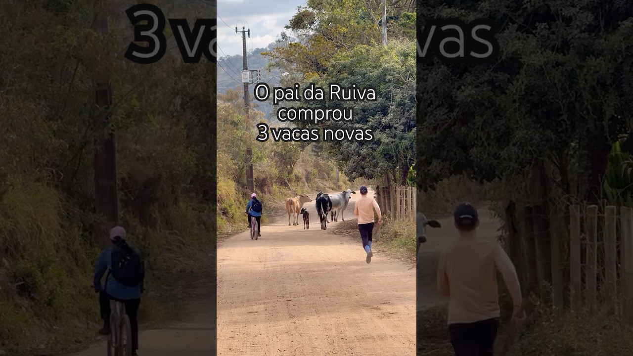 Meu pai comprou 3 vacas novas #vlog #rural #sitio #fazenda #pecuaria #familia