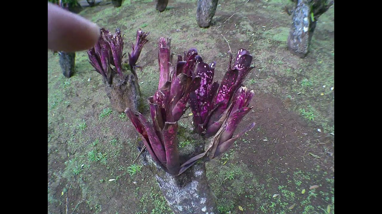 My day at Jardin de Balata in Martinique./ Ma journée au Jardin de Balata en Martinique.