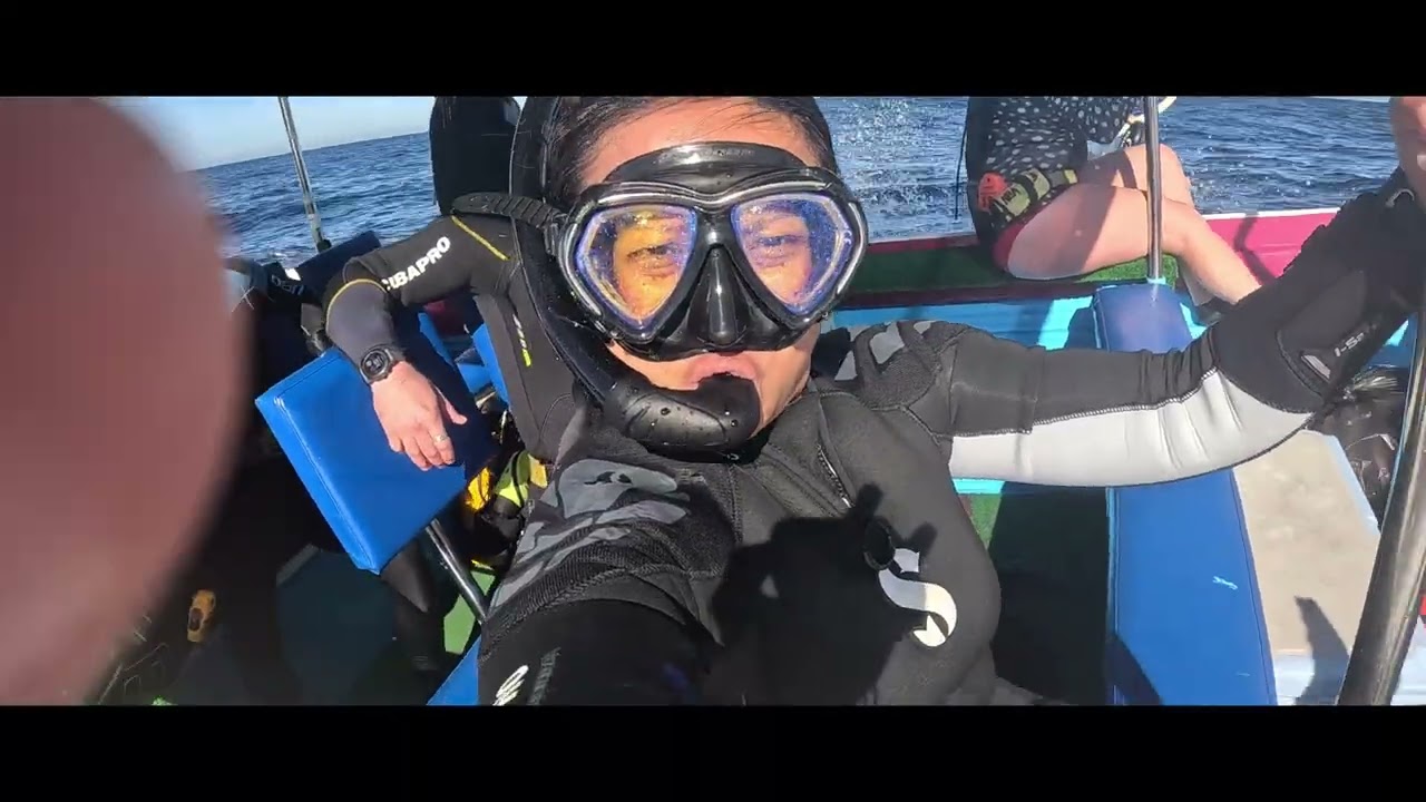 Mexico Oct25 📍Mag bay -  snorkelling Marlin, megapod of dolphin, sealion with Nautilus Belle Amie