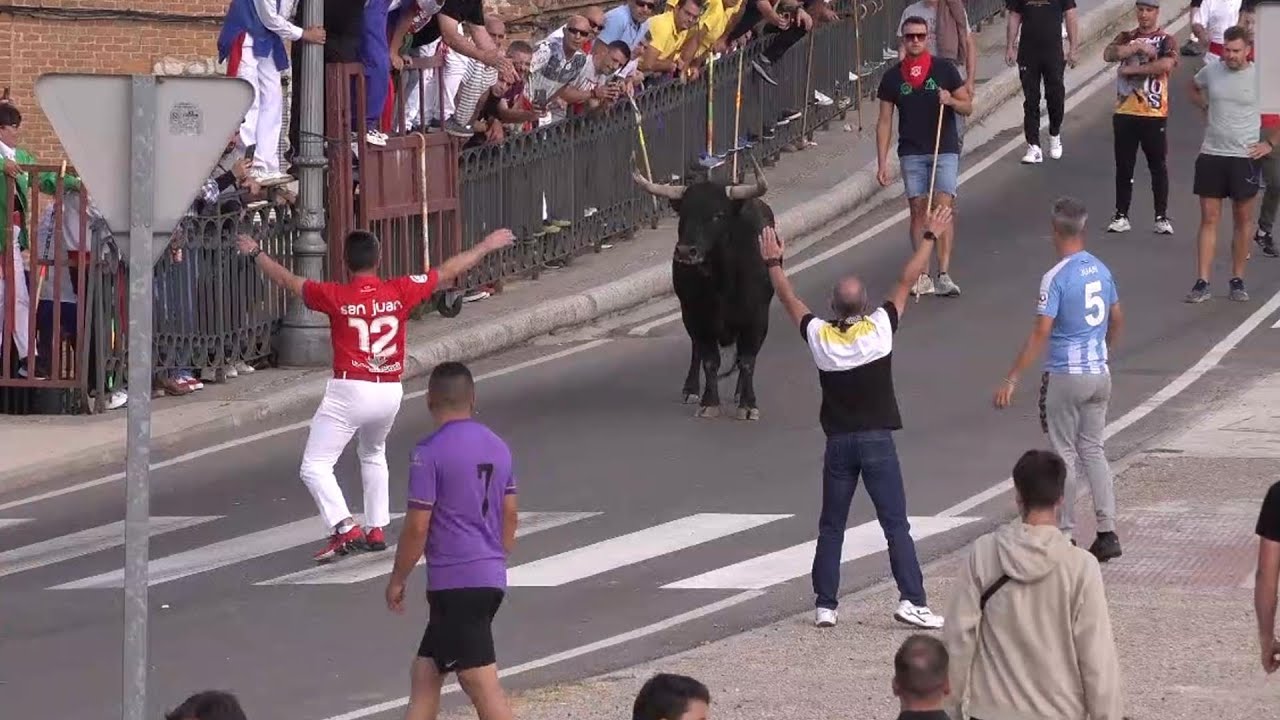 Tordesillas 2023 suelta del Toro de la Vega