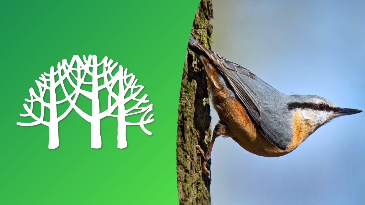 Lietuvos miškų paukščiai 🌲🦉