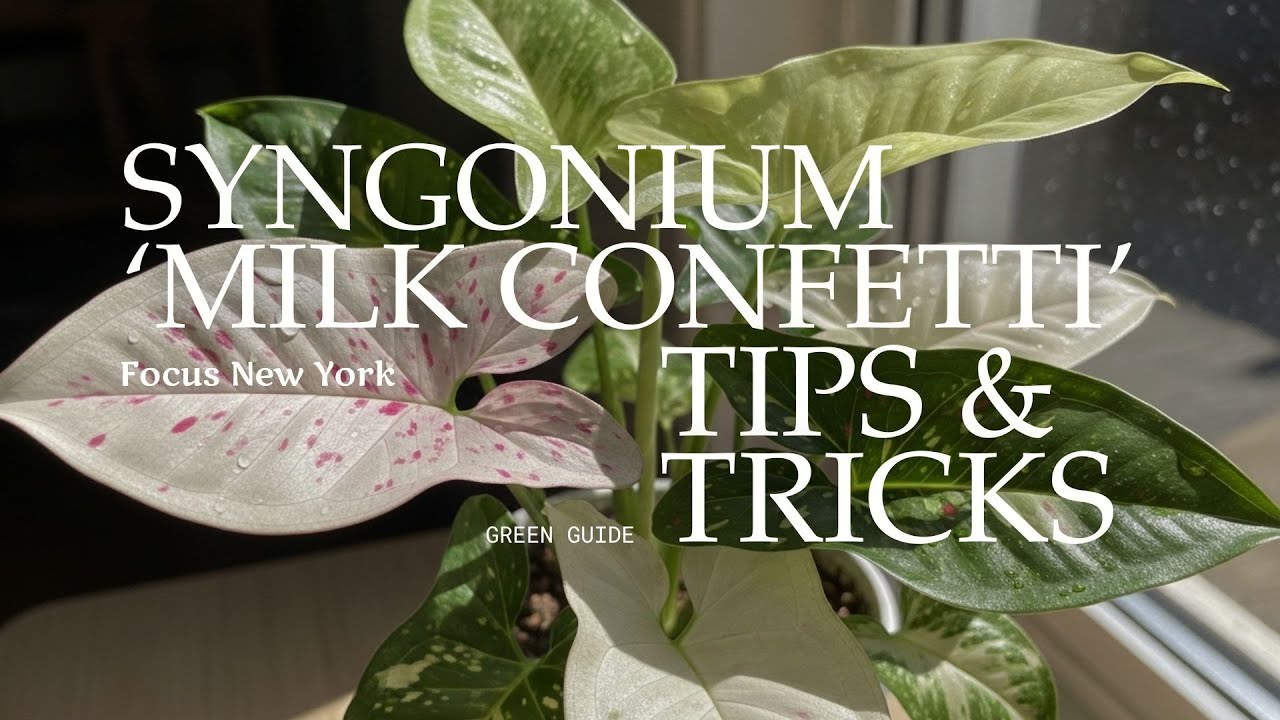 Полное руководство по уходу и укладке сингониума «Milk Confetti» | Корни и обжарка