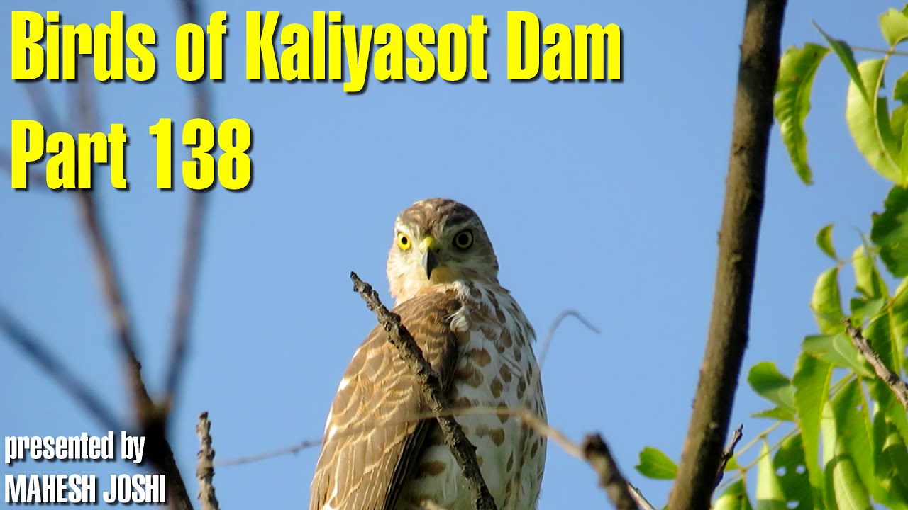 Birds of Kaliyasot Dam - Part 138