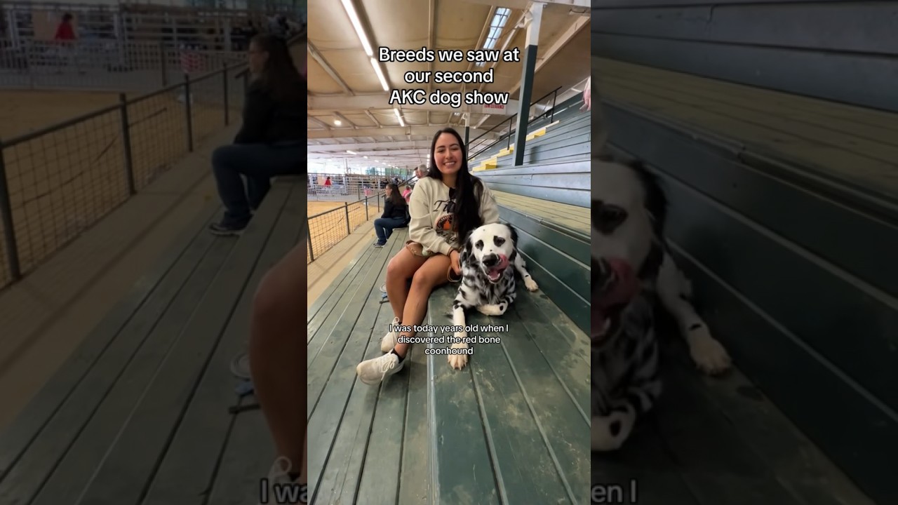 Breeds we saw at our second AKC dog show!!