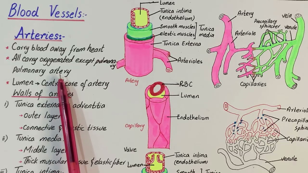 blood vessels | arteries | capillaries | veins | regulation of blood flow in capillaries