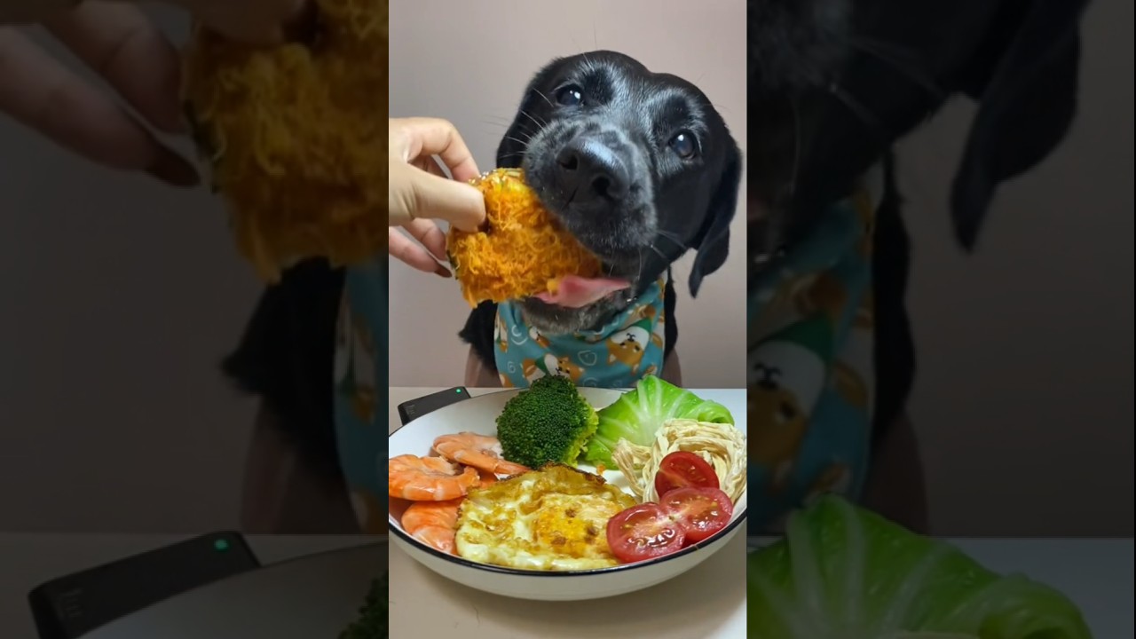 ASMR Dog Eating Mushrooms & Meat 🍄🍗 | Black Labrador Puppy 
