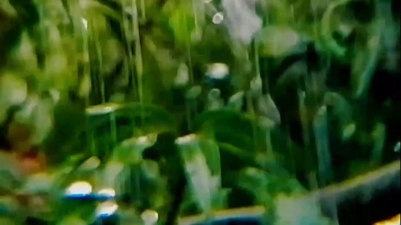 Soothing Rain Soundscape for Zen Meditation • Nature’s Peace for Your Mind