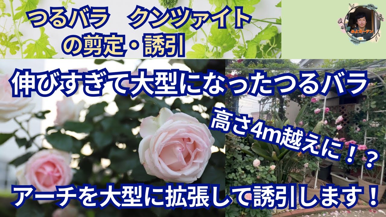 伸びすぎて大型になったつるバラ「クンツァイト」を自作の大型アーチに誘引します【薔薇庭】