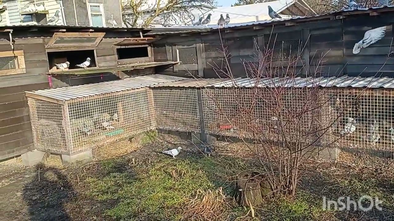 Pierwsze koty za płoty #gołębie #pigeon #tauben 