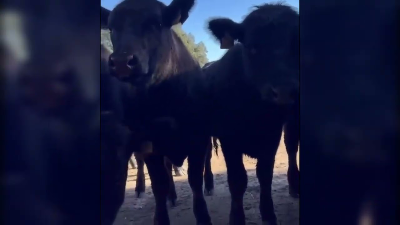Vídeo de Rui Oliveira com as vacas está a dar que falar: ‘Vem ver o que se passa…’
