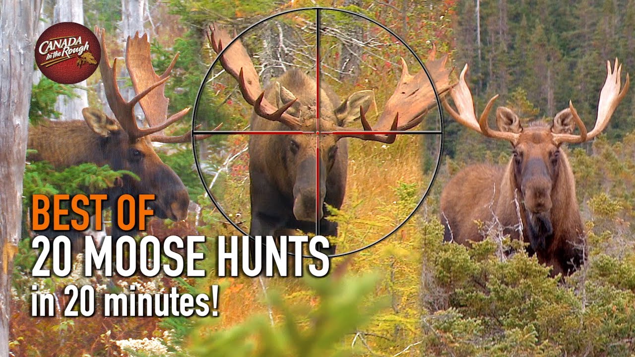 20 Newfoundland Moose Hunts in 20 Minutes! (BEST OF Newfoundland HUNTING Compilation)