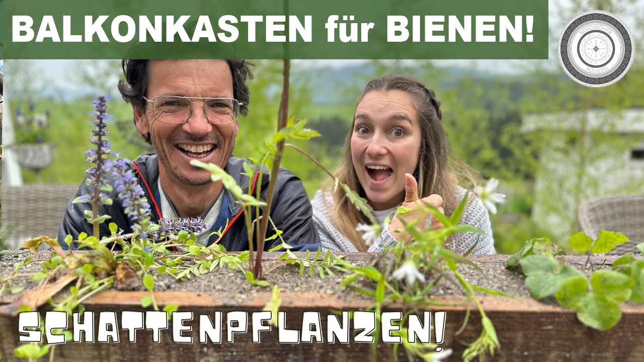 DIY - Bienenpflanzen für den schattigen Balkon, den SCHÖNSTEN Balkonkasten selber machen