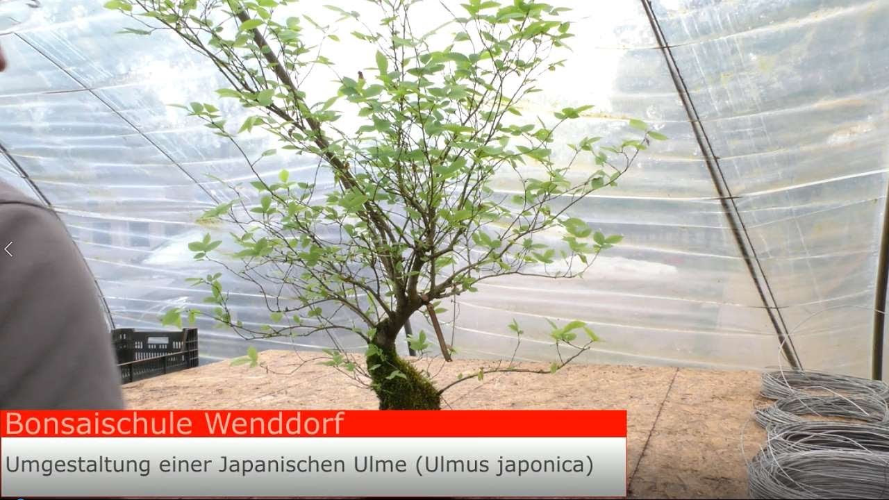 Umgestaltung und Umtopfen eines Bonsai der Japanische Ulme
