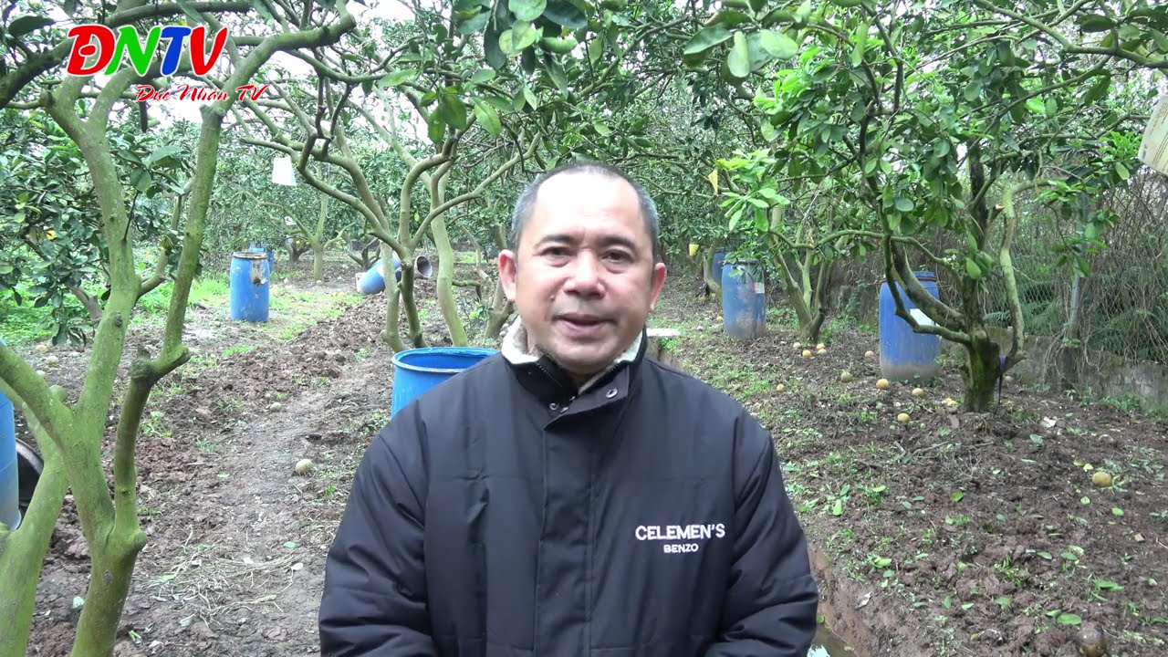 ĐẠM CAN XI BO CÓ NÊN BÓN CHO CÂY BƯỞI SAU THU HOẠCH HAY LÚC RA HOA ĐẬU QUẢ HAY KHÔNG?