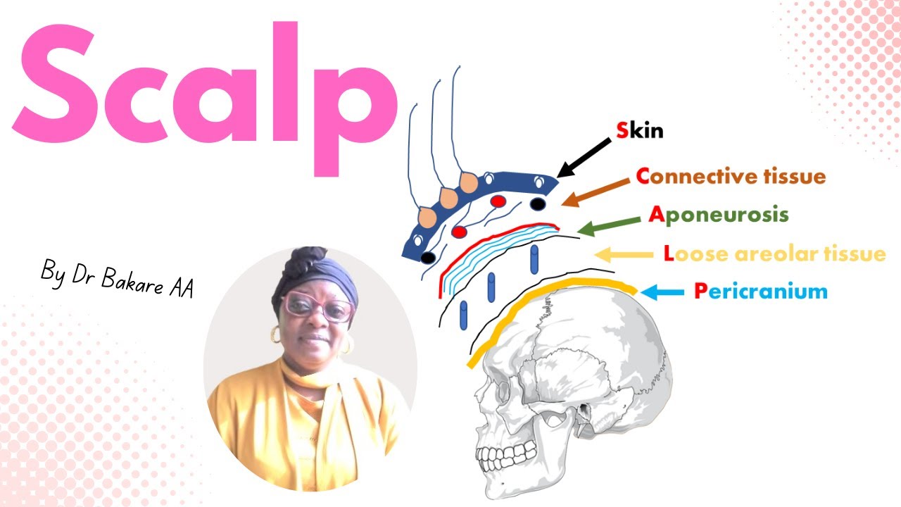 Scalp Part 1 | | Layers of the scalp