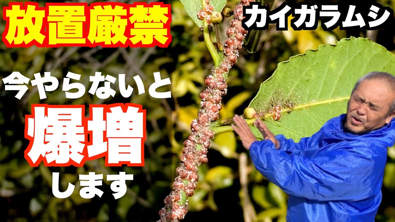 【害虫駆除】カイガラムシ、冬の間にやらないと危険です