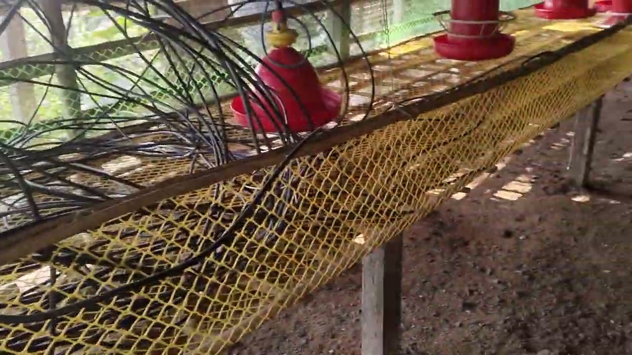 Farm ko kaise cleaning kare @rehanraza-786-l9v  #poultryfarming #farming #farmer #cleaning #trending