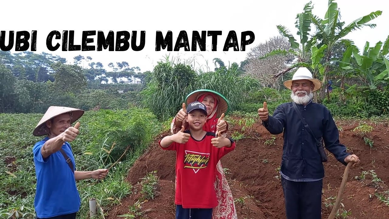 Berkunjung ke Desa Cilembu || Proses menanam ubi Cilembu - JEJAK IBU