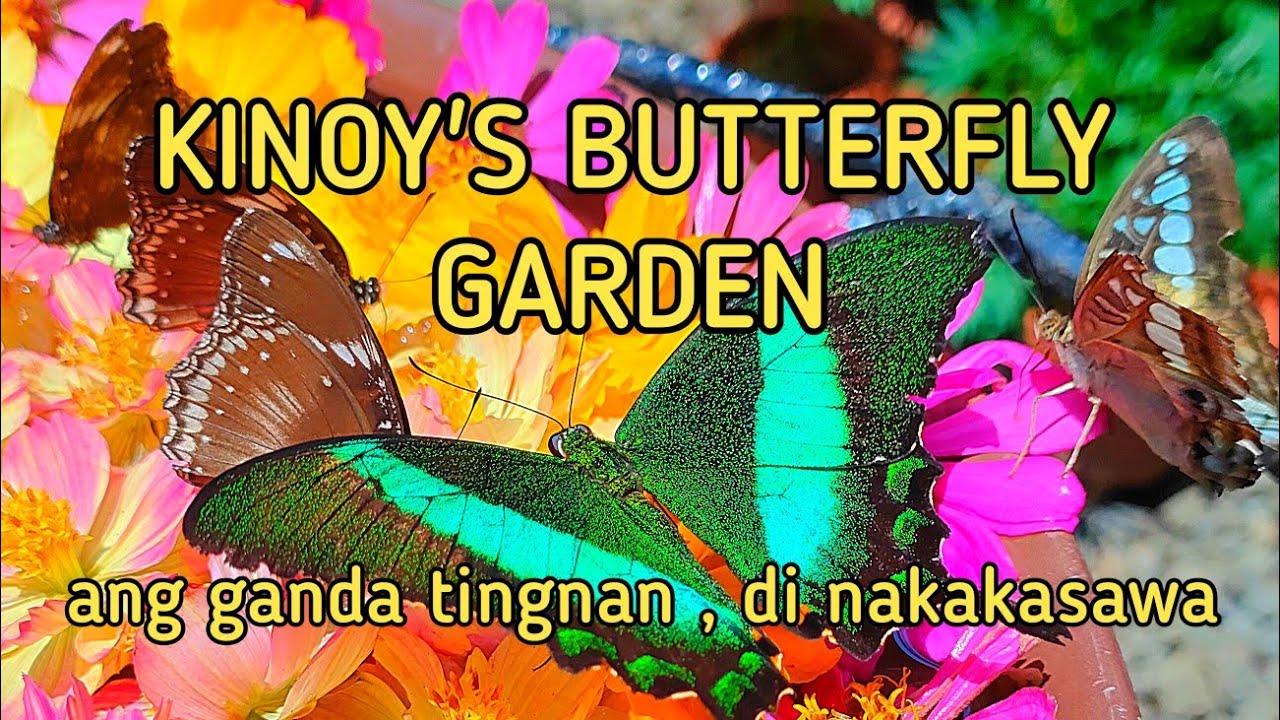 Colorful Variety of Butterfly at KINOY'S BUTTERFLY GARDEN at Brgy. Lubugan Toril Davao City